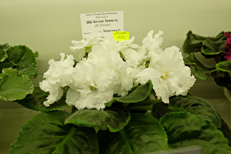 DSCF8529.JPG
