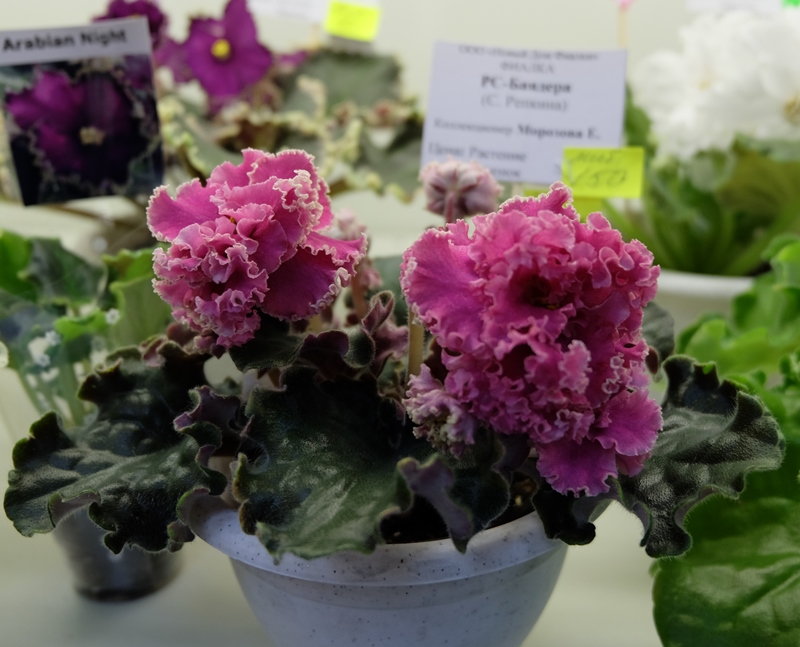 DSCF8533.JPG