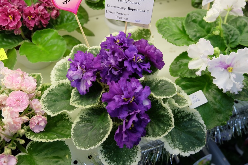 DSCF8537.JPG