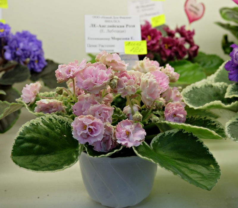 DSCF8538.JPG