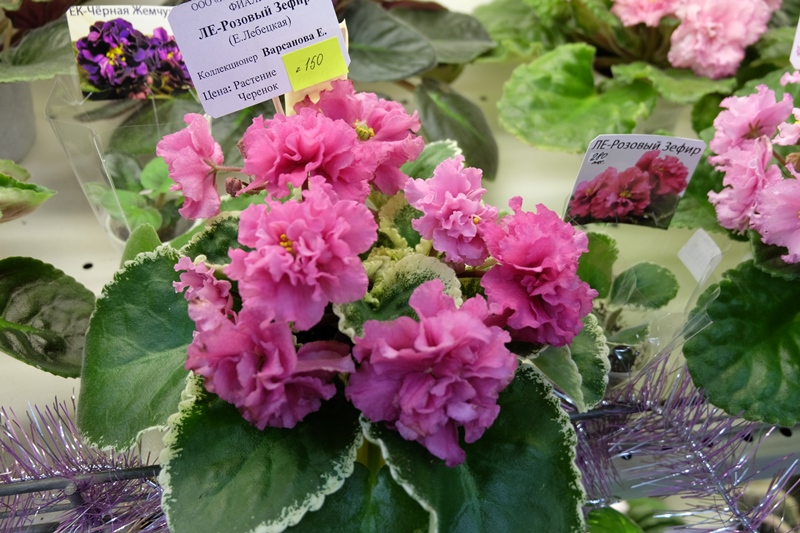 DSCF8543.JPG