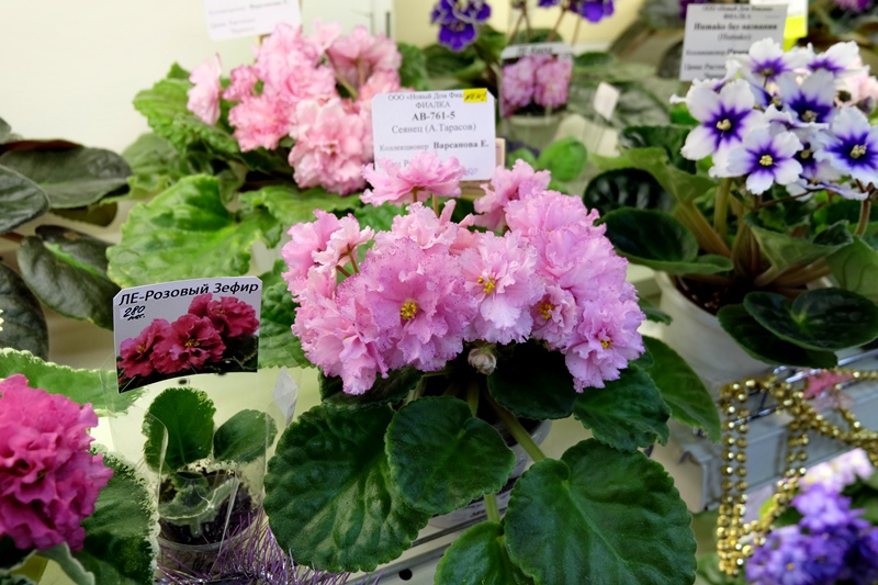 DSCF8545.JPG