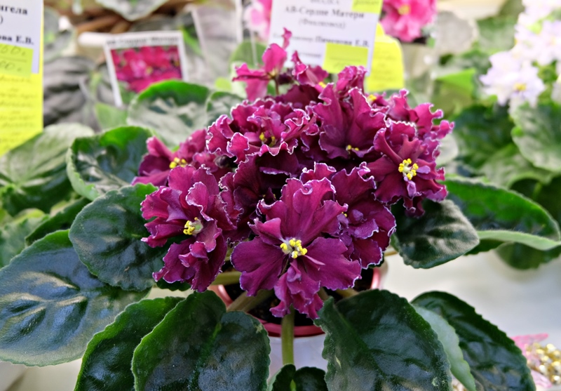 DSCF8555.JPG