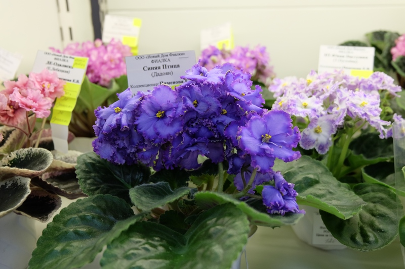 DSCF8560.JPG