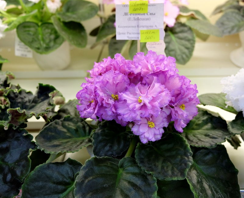 DSCF8566.JPG