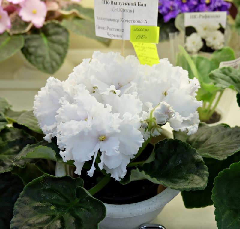DSCF8570.JPG