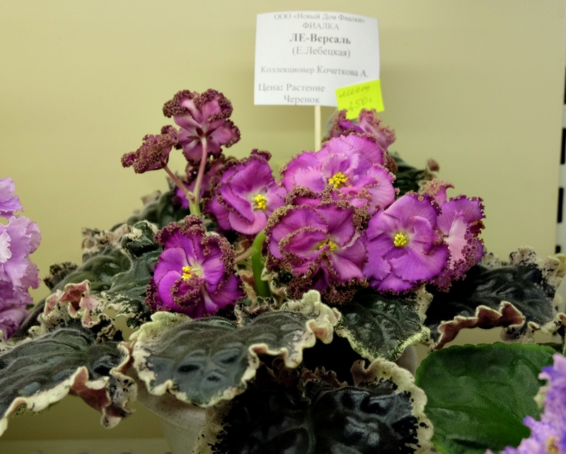 DSCF8571.JPG