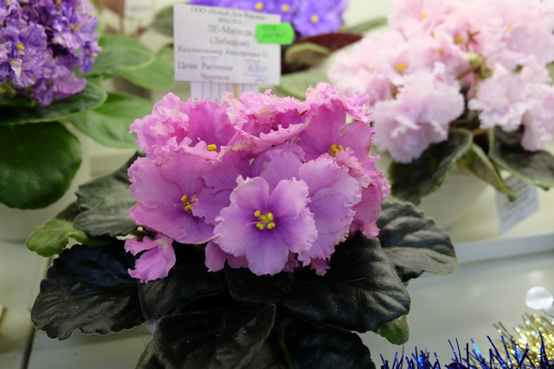 DSCF8574.JPG