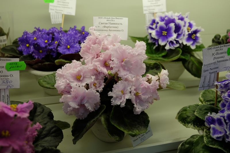 DSCF8576.JPG