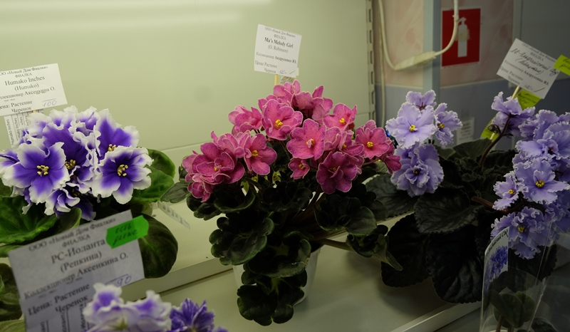 DSCF8579.JPG