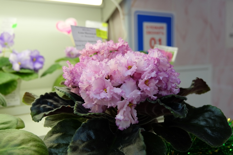 DSCF8581.JPG