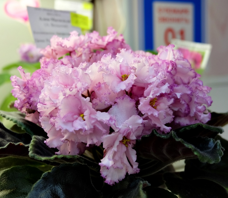 DSCF8582.JPG