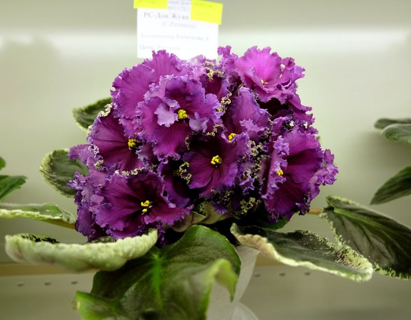 DSCF8586.JPG