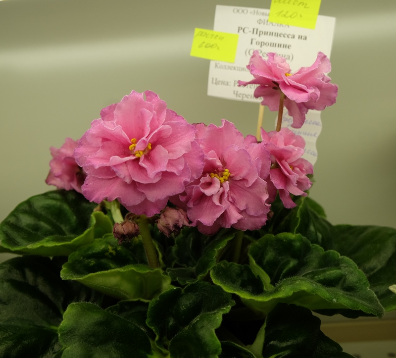 DSCF8589.JPG