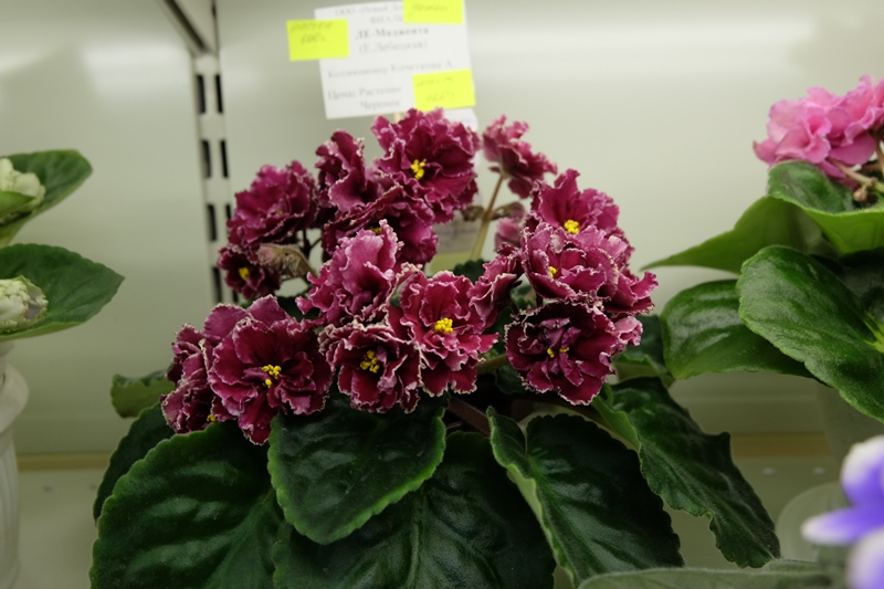 DSCF8590.JPG