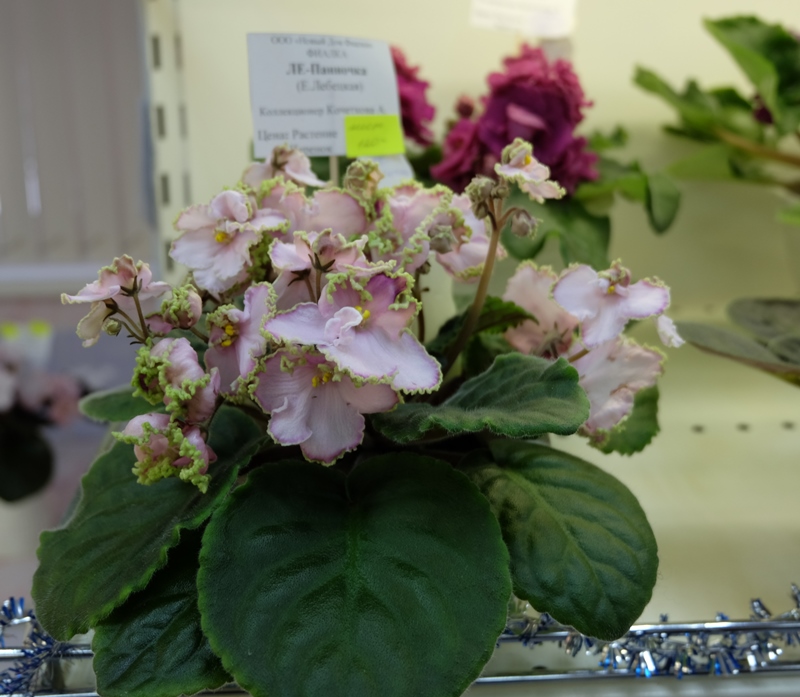 DSCF8595.JPG