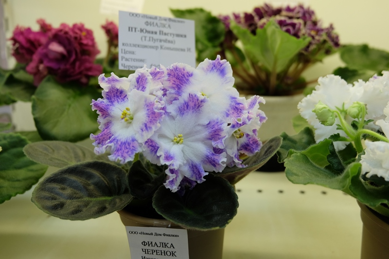 DSCF8598.JPG