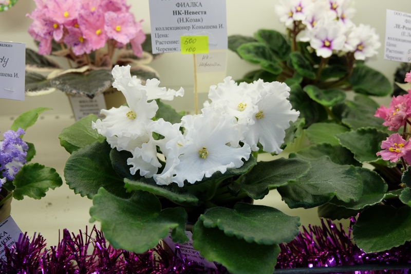 DSCF8599.JPG