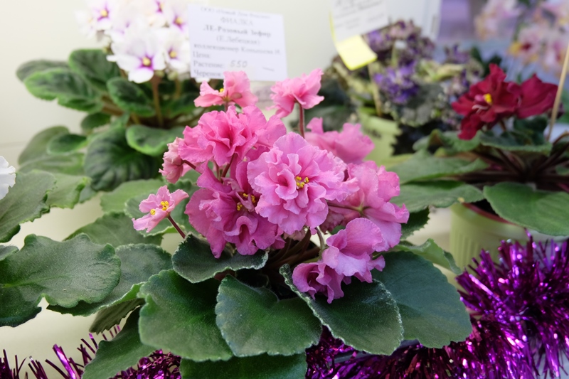 DSCF8600.JPG