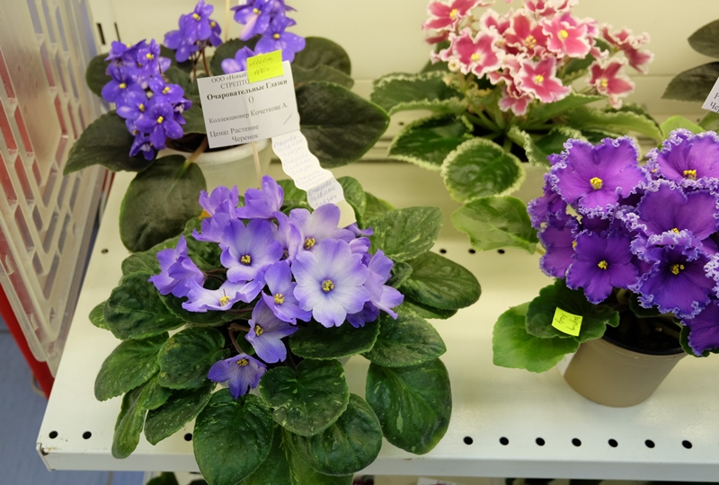 DSCF8602.JPG