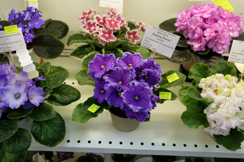 DSCF8603.JPG