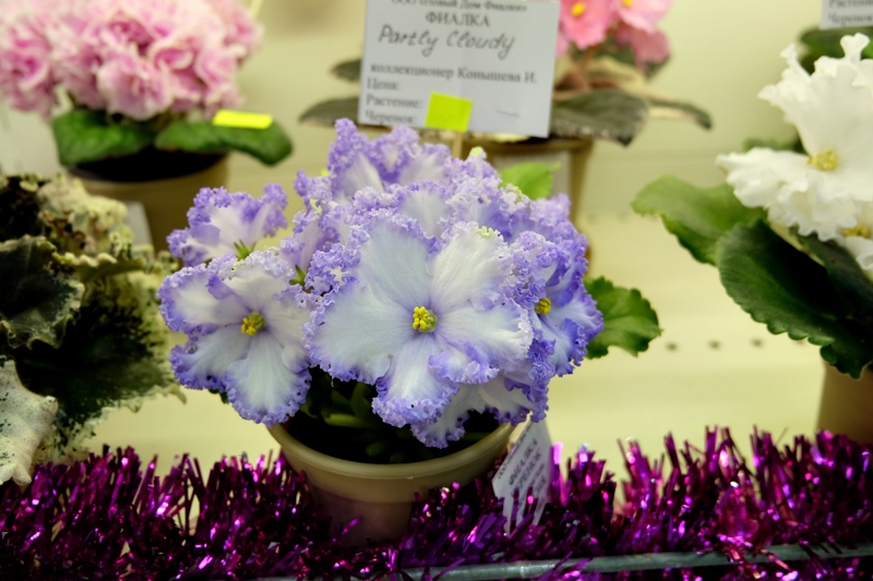 DSCF8605.JPG