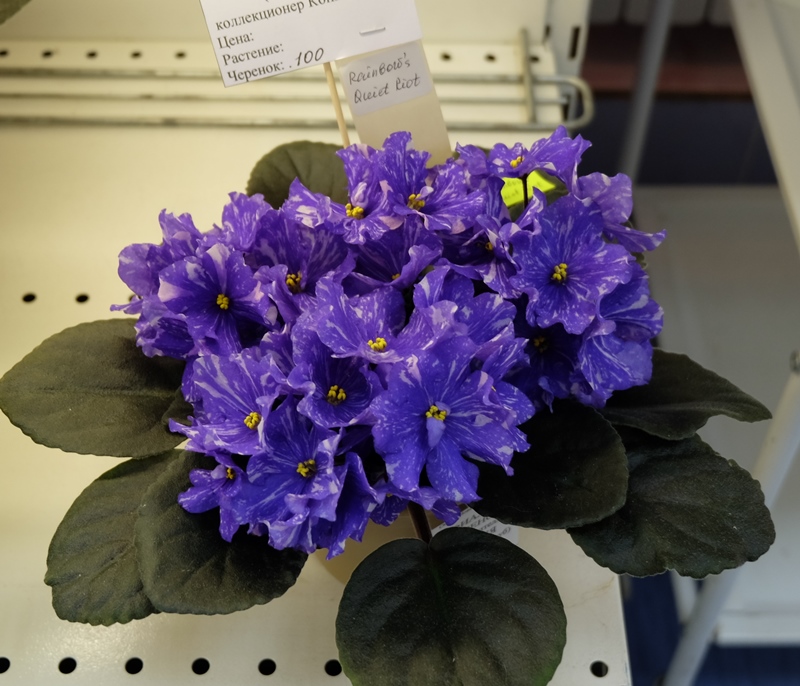 DSCF8607.JPG