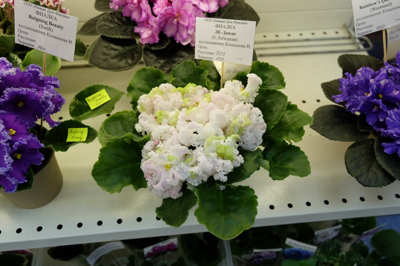 DSCF8609.JPG