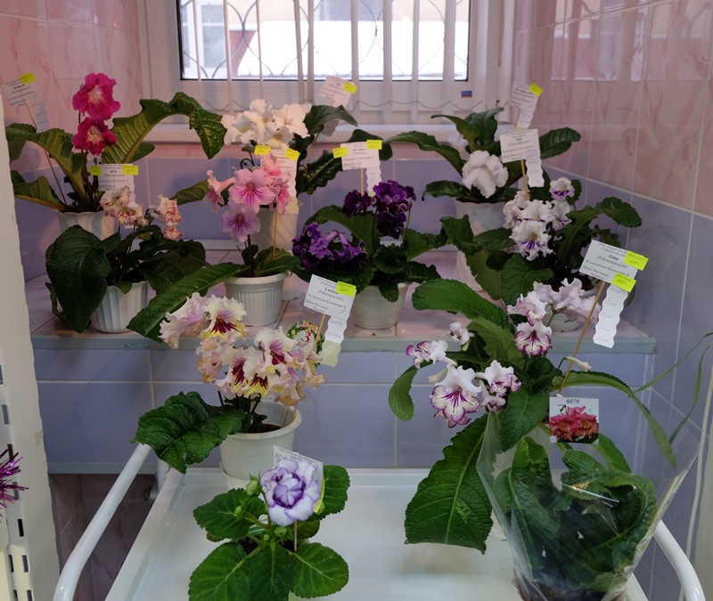 DSCF8610.JPG