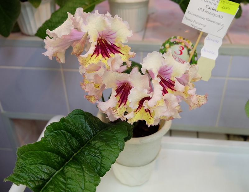 DSCF8612.JPG