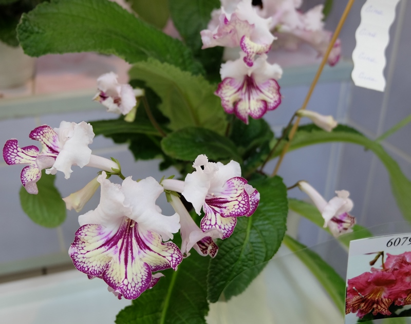 DSCF8614.JPG