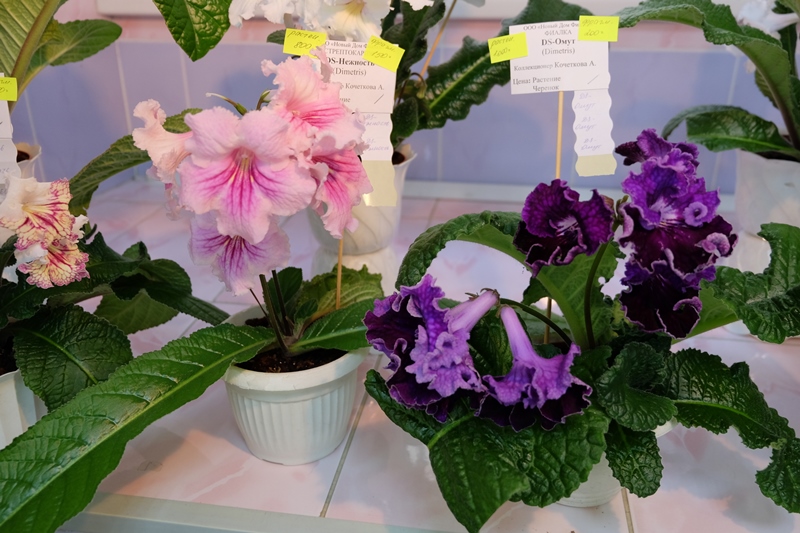 DSCF8616.JPG