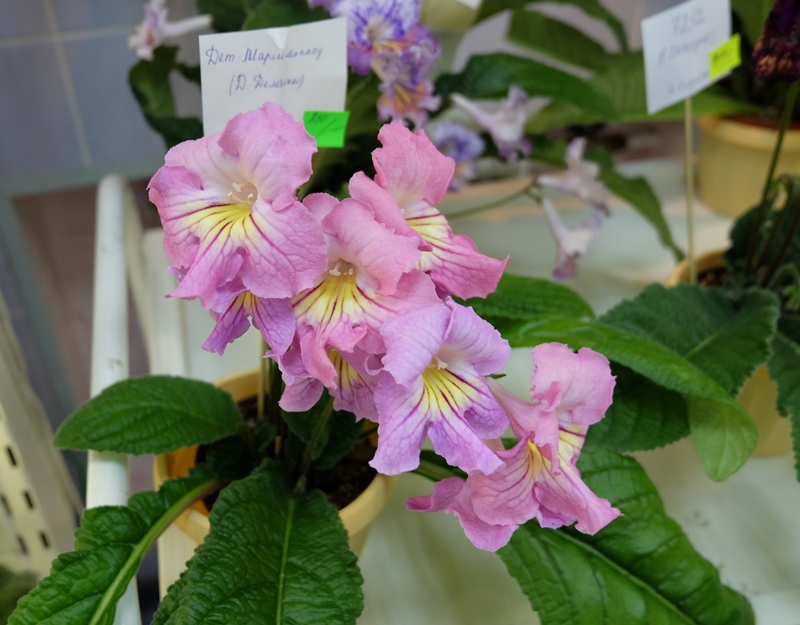 DSCF8631.JPG