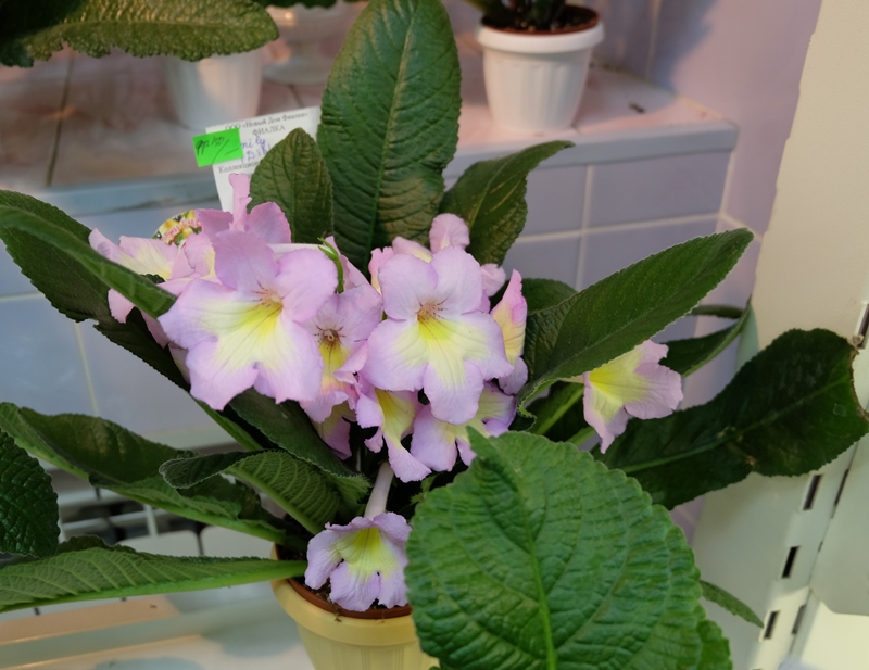 DSCF8634.JPG