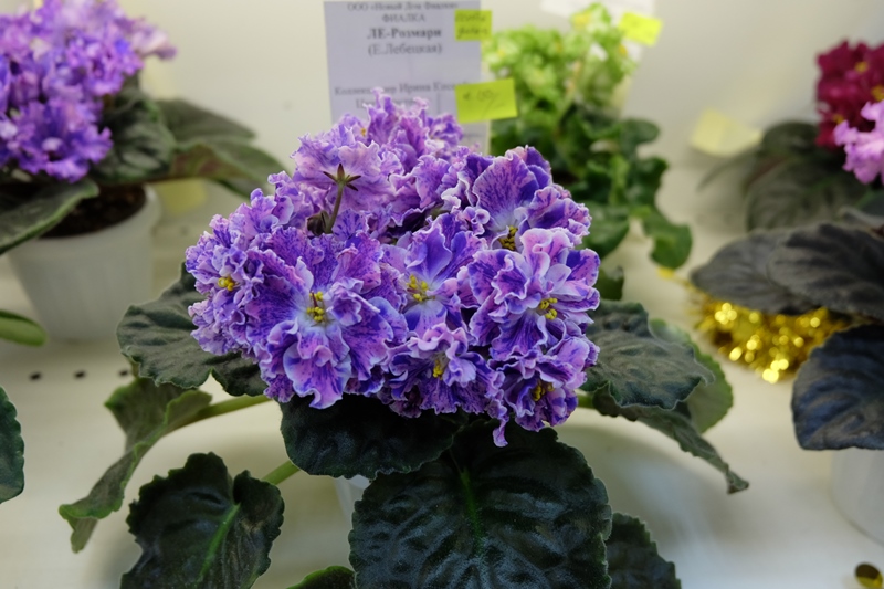 DSCF8618.JPG