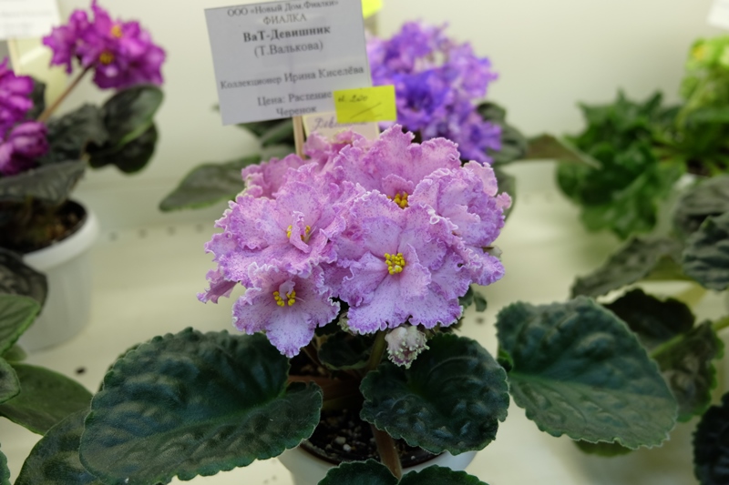 DSCF8620.JPG