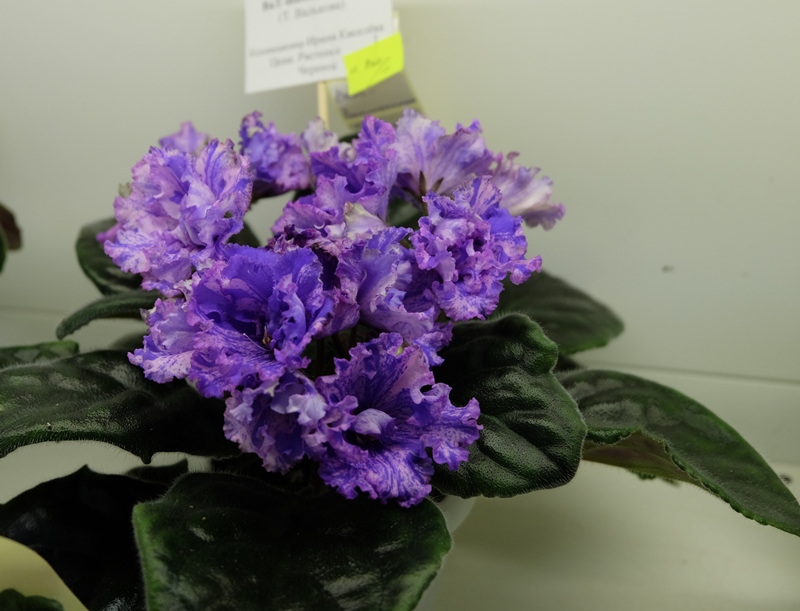 DSCF8623.JPG
