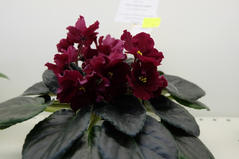 DSCF8625.JPG