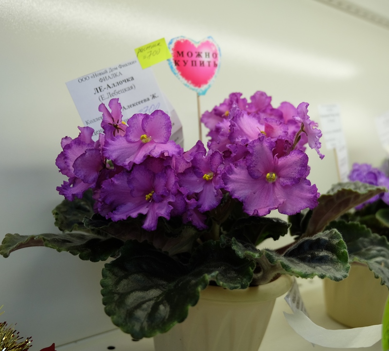 DSCF8640.JPG