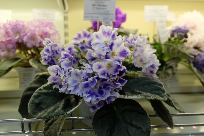 DSCF8642.JPG