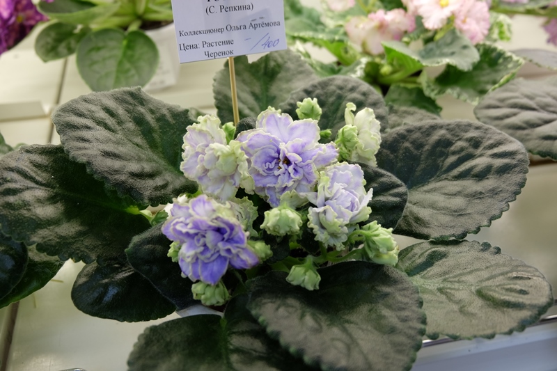 DSCF8643.JPG