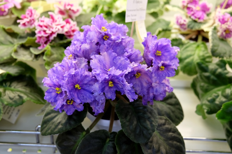 DSCF8647.JPG