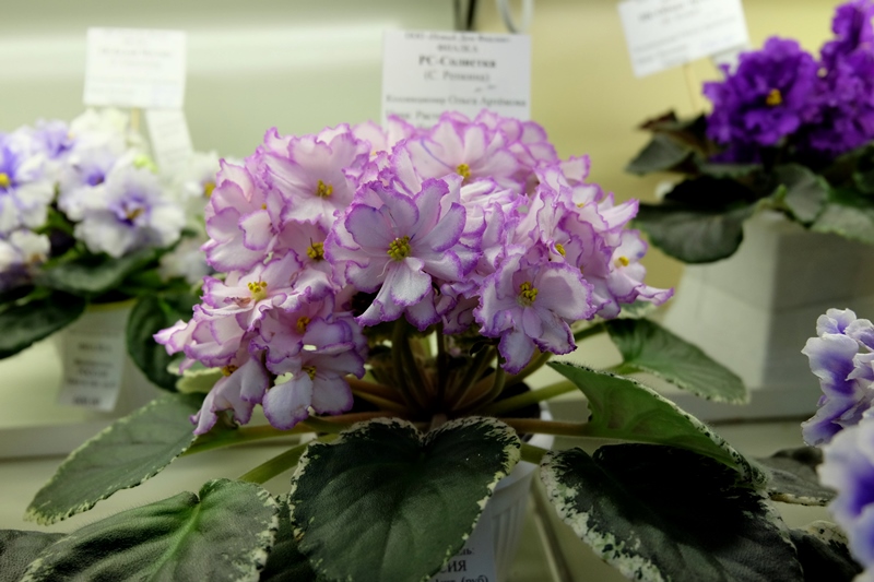 DSCF8650.JPG