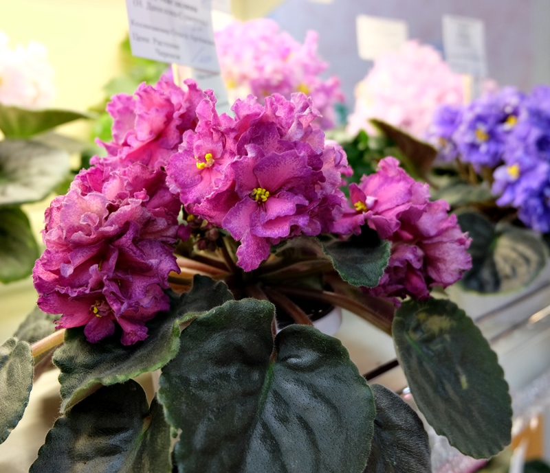 DSCF8651.JPG