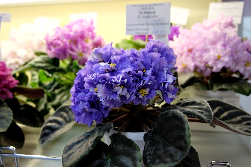 DSCF8654.JPG