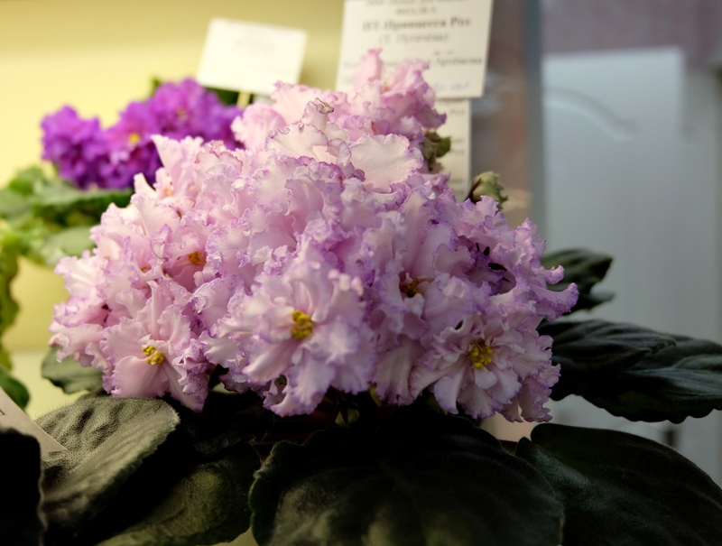 DSCF8656.JPG
