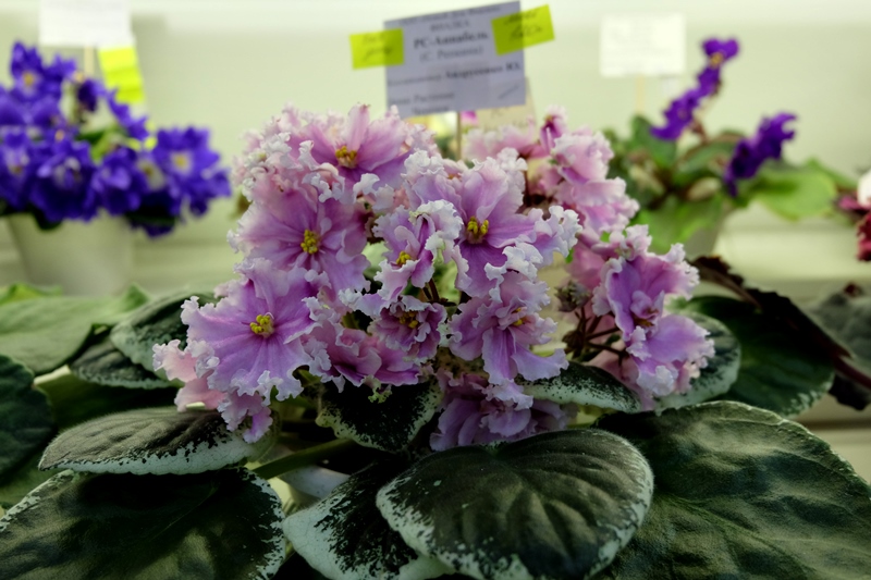 DSCF8660.JPG