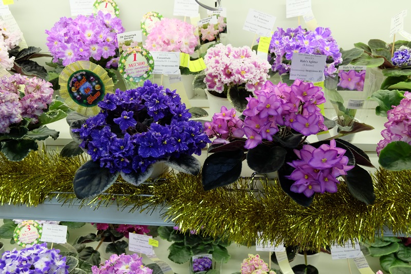 DSCF8663.JPG