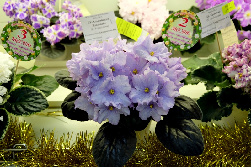 DSCF8666.JPG