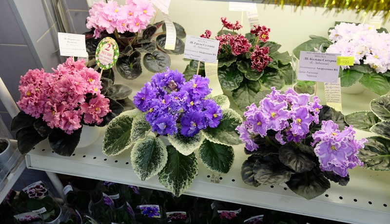 DSCF8670.JPG